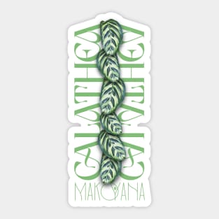 Calathea Makoyana Plant Sticker